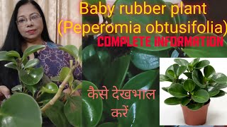 Baby rubber plant Peperomia obtusifolia how to grow care and propagate complete information [upl. by Ramaj]