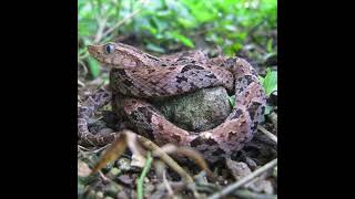 Bothrops asper [upl. by Nyllewell1]