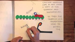 The Sliding Filament Theory  Diana Banks [upl. by Bodkin]