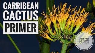 Carribean Cactus Primer  Urology Update [upl. by Donatelli376]