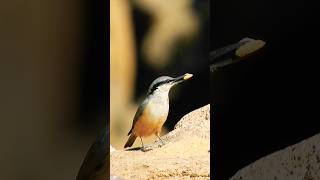 Nuthatch Bird feeding 🥹😱 music shortvideo viralshort [upl. by Eihcir769]