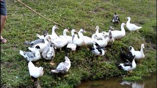 Pato nadando na lagoa do sítio  Coração Campeiro [upl. by Nuahc]