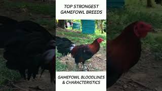 Top Gamefowl of the year 2024 short gamefowl rooster [upl. by Sergent271]