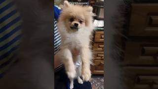 Eye wash Pom Spitz🔝 pomeranian puppy pomspitz [upl. by Nirro594]