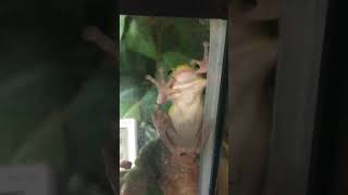 American Green Tree Frog Shedding [upl. by Notlil805]