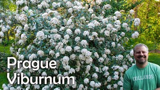 Viburnum x pragense  Prague Viburnum [upl. by Aztiley]