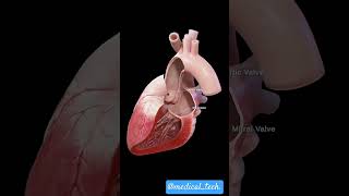 Heart pumping 💕\\ heart beat 💞\\ medical anatomy radiology heartpalpitations heart ytshorts [upl. by Cas964]