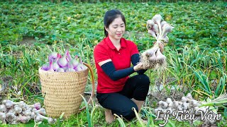 How to harvest Garlic amp Goes to the Market sell Harvesting and Cooking  Daily Life [upl. by Hamilah]