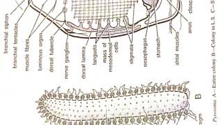 Life history of pyrosoma [upl. by Esinert]