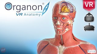 3D Organon VR Anatomy the world’s first fullyfeatured Virtual Reality anatomy atlas [upl. by Rorry977]