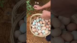 Harvest Chicken Eggs chickeneggs chicken poultryfarm chickenfarm viral wildlife [upl. by Everara19]