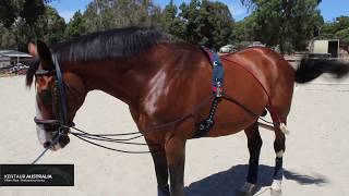 How to Lunge your Horse with Training Aids [upl. by Alyaj]