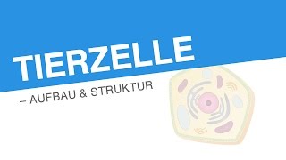 TIERZELLE – AUFBAU STRUKTUR  Biologie  Biologie der Zellen [upl. by Bremble915]