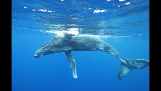 Moorea Humpback Whale Watching [upl. by Jaquelyn970]