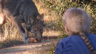 AU PAYS DU LOUP avec Gisèle Benoit Épisode 33 – Pèlerins des loups [upl. by Karame546]