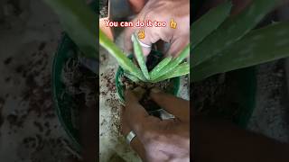 Reuse ♻️ plastic pot ☕️ to propagate🌿 alovera reuse shorts propagation aloevera [upl. by Abisha]