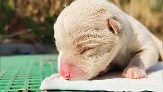 Abandoned Newborn Puppy Fights for Survival [upl. by Noerb944]