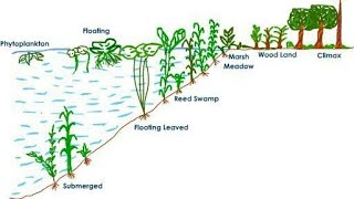 hydrosere ecology succession explained in hindi [upl. by Htederem]