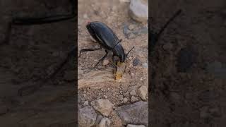 05052021 Pinacate Beetle or Desert Stink Beetle shorts [upl. by Hanna]