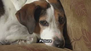 Lets Look at Beagles  The Funniest Dog Breed [upl. by Jerrilee]