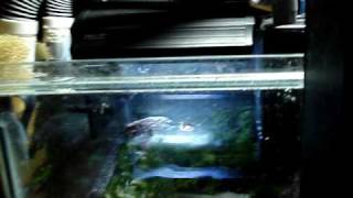 DIY Sump Refugium Setup part 3 of 4 [upl. by Stoddart]