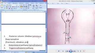 Somatic Sensory Pathways [upl. by Oliviero]