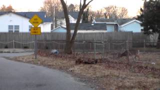 Baby deer stuck in fence [upl. by Oxley]