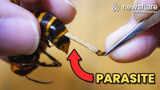 Saving A Giant Hornet From Its Parasite [upl. by Osanna]