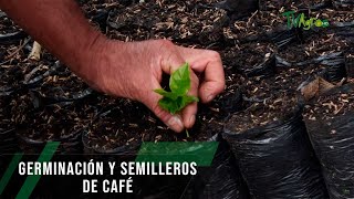 Germinación y semilleros de café  TvAgro por Juan Gonzalo Angel Restrepo [upl. by Jed]