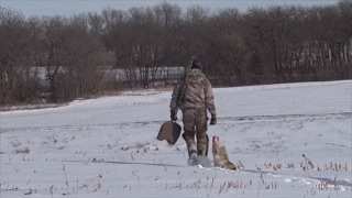 Tips For Calling a Coyote Across an Open Field and Creek Bottom [upl. by Anolahs794]