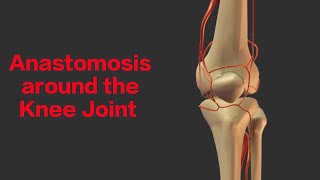 Anastomosis around Knee Joint  Genicular Anastomosis [upl. by Reeves]