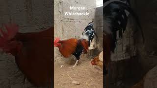 Morgan Whitehackle WHITEHACKLE gallosdecombate gallos gamefowl michelettogranja [upl. by Frohman]