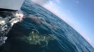 Dolphins at the Bow Placencia Belize [upl. by Bilicki]