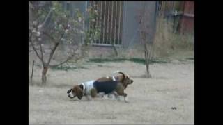 Funniest Basset Hound Video Ever [upl. by Yentiw]