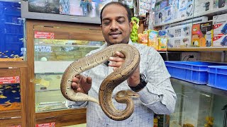 Giant Snakes At Karnataka Aquarium Shop [upl. by Annoif598]