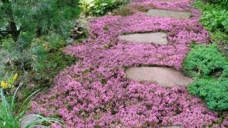 Live Mulch  How to plant Sweet and Low flowering ground cover [upl. by Ellerrad686]