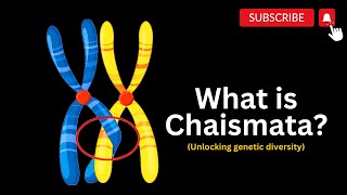 Exploring Chiasmata and Genetic Crossroads The Power of Chiasmata in Meiosis [upl. by Cotterell423]