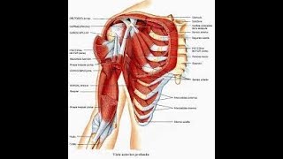 Músculos del Hombro Inervación y Función [upl. by Alletsirhc383]