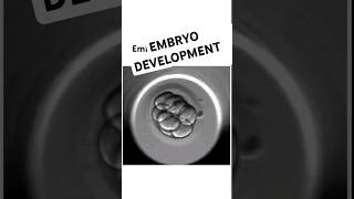 Embryo development shorts mbbs femalereproductivesystem pregnancy [upl. by Eelrak687]