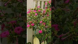 Marvel of Peru 4 oclock flower Mirabilis Jalapa thepracticalgardener bangaloregarden [upl. by Susumu]