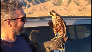 Falconry Training a peregrine falcon to catch a pigeon falconry [upl. by Anina]