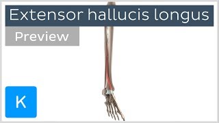 Functions of the extensor hallucis longus muscle preview  3D Human Anatomy  Kenhub [upl. by Raamaj]