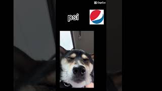 Pepsi meme dog funny fypシ [upl. by Sale]