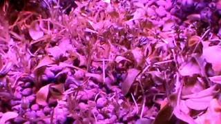 Aquaponics Lab Harvesting Arugula [upl. by Cherilyn377]