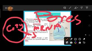 Lecture 2 Cellular Organelles part 2 [upl. by Kelila]