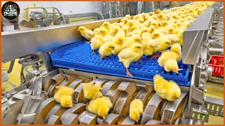 Chicken Egg Incubation Technology  Broiler Raising Method amp Process  Food Factory [upl. by Pool]