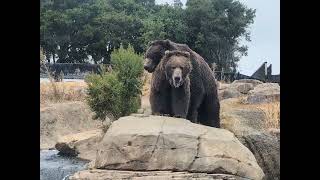 Grizzly Bears Trying to Mate Oakland Zoo July 2024 [upl. by Anear178]