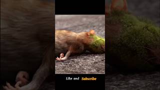 This rat unknowingly eats a strange thingshorts [upl. by Elttil]