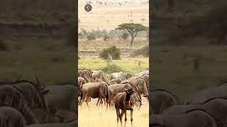 Gnus de Amboseli selvagens savana africa migration [upl. by Plante608]