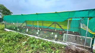 1000 sqft Shed for Desi Poultry [upl. by Elena]